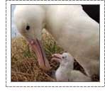 Royal Albatross Centre