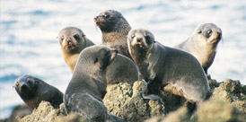 Sea Lions and Seal Colonies