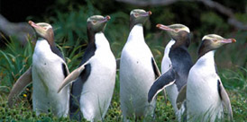 Yellow Eyed Penguins Otago Peninsula